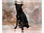 Labrador Retriever DOG FOR ADOPTION RGADN-1249667 - EVE - Labrador Retriever