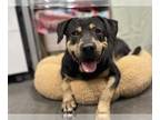 Rottweiler Mix DOG FOR ADOPTION RGADN-1249669 - SUSIE - Rottweiler / Mixed