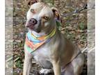 American Staffordshire Terrier DOG FOR ADOPTION RGADN-1249671 - LUNA - American