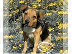 Beagle Mix DOG FOR ADOPTION RGADN-1249674 - SCOTTY - Australian Cattle Dog/Blue