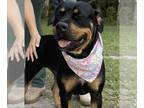 Rottweiler Mix DOG FOR ADOPTION RGADN-1249677 - CHARLOTTE - Rottweiler / Mixed
