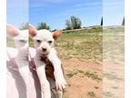 Boxer Mix DOG FOR ADOPTION RGADN-1249679 - Lilac - Boxer / Terrier / Mixed Dog