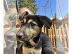German Shepherd Dog-Huskies Mix DOG FOR ADOPTION RGADN-1249682 - Strawberry -