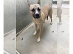 Akita DOG FOR ADOPTION RGADN-1249686 - Ellie - Akita Dog For Adoption