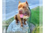 American Bandogge mastiff DOG FOR ADOPTION RGADN-1249701 - *BISHOP - Mastiff /