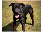 American Pit Bull Terrier Mix DOG FOR ADOPTION RGADN-1249704 - BRUCE - Pit Bull