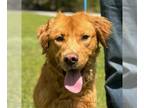 Golden Retriever Mix DOG FOR ADOPTION RGADN-1249706 - Bowlen - Golden Retriever