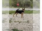German Shepherd Dog Mix DOG FOR ADOPTION RGADN-1249709 - Bree Bree - German