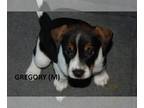Beagle Mix DOG FOR ADOPTION RGADN-1249714 - Easter Pups : Gregory - Beagle /