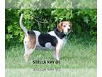 Beagle DOG FOR ADOPTION RGADN-1249716 - Stella Kay - Beagle Dog For Adoption