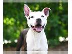 American Pit Bull Terrier Mix DOG FOR ADOPTION RGADN-1249742 - CEDRIC - American