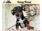 Dachshund DOG FOR ADOPTION RGADN-1249747 - Amy Rose - Dachshund (short coat) Dog