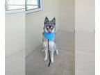 Huskies Mix DOG FOR ADOPTION RGADN-1249749 - Bravo - Husky / Mixed Dog For