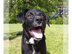 Collie Mix DOG FOR ADOPTION RGADN-1249752 - SOCKS - Black Labrador Retriever /