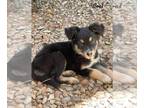 Australian Shepherd Mix DOG FOR ADOPTION RGADN-1249761 - Coal - Australian