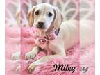Dachshund Mix DOG FOR ADOPTION RGADN-1249774 - Miley - Dachshund / Mixed (short