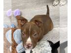 Chocolate Labrador retriever Mix DOG FOR ADOPTION RGADN-1249784 - Twix -