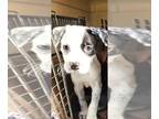 Labrador Retriever Mix DOG FOR ADOPTION RGADN-1249785 - Cookie - Labrador