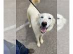 German Shepherd Dog-Siberian Husky Mix DOG FOR ADOPTION RGADN-1249793 - ALARIC -