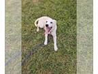 Labrador Retriever Mix DOG FOR ADOPTION RGADN-1249794 - Coco (TX) - Labrador