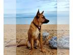 German Shepherd Dog Mix DOG FOR ADOPTION RGADN-1249801 - Giselle - German