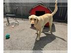 Labrador Retriever DOG FOR ADOPTION RGADN-1249811 - Syracuse - Labrador
