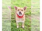 Chinese Shar-Pei Mix DOG FOR ADOPTION RGADN-1249828 - PRINCESS - Australian