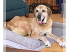 Labrador Retriever DOG FOR ADOPTION RGADN-1249831 - Dawkins TX - Labrador