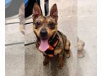 German Shepherd Dog Mix DOG FOR ADOPTION RGADN-1249835 - Ranger *Adopt or Foster