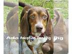 Beagle DOG FOR ADOPTION RGADN-1249836 - Barney VIII - Beagle Dog For Adoption