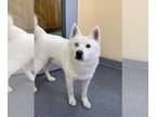 Mix DOG FOR ADOPTION RGADN-1249842 - Ghost - Husky (long coat) Dog For