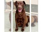Mix DOG FOR ADOPTION RGADN-1249843 - Pumkin - Chocolate Labrador Retriever