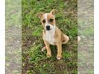 Beagle Mix DOG FOR ADOPTION RGADN-1249847 - Diesel - Terrier / Beagle / Mixed