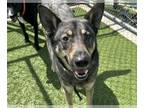 German Shepherd Dog Mix DOG FOR ADOPTION RGADN-1249871 - RJ - German Shepherd