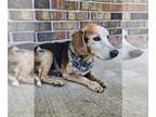 Beagle DOG FOR ADOPTION RGADN-1249877 - Buddy Hackett - Beagle Dog For Adoption
