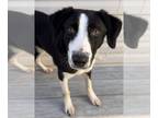 Border Collie Mix DOG FOR ADOPTION RGADN-1249902 - Baxley - Border Collie /