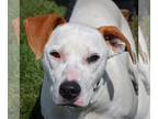 Pointer Mix DOG FOR ADOPTION RGADN-1249908 - Porky - Yellow Labrador Retriever /