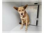 Huskies -Labrador Retriever Mix DOG FOR ADOPTION RGADN-1249911 - AURORA - Husky