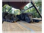 Shepradors DOG FOR ADOPTION RGADN-1249921 - Hank - Labrador Retriever / German