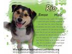 Mix DOG FOR ADOPTION RGADN-1249950 - Rio - Husky / Australian Shepherd Dog For