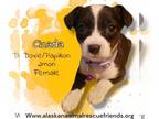 Papshund DOG FOR ADOPTION RGADN-1249951 - Cicada - Dachshund / Papillon / Mixed