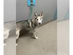 Huskies Mix DOG FOR ADOPTION RGADN-1249965 - *FUN FACT - Husky / Mixed (medium