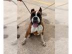 Boxer DOG FOR ADOPTION RGADN-1249976 - Garrick - Boxer Dog For Adoption