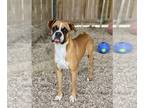 Boxer DOG FOR ADOPTION RGADN-1249977 - Yates - Boxer Dog For Adoption