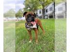 Boxer DOG FOR ADOPTION RGADN-1249979 - Finlay - Boxer Dog For Adoption