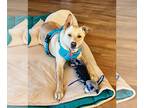 Labrador Retriever Mix DOG FOR ADOPTION RGADN-1249989 - LUCY #15 - Labrador