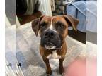 Boxer Mix DOG FOR ADOPTION RGADN-1249992 - Daisy - Boxer / Mixed Dog For