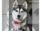 Huskies Mix DOG FOR ADOPTION RGADN-1249994 - Sylvia’s Maya *Courtesy Post -