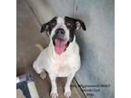 Adopt Mrs. Wigglesworth a Jack Russell Terrier, English Pointer