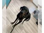 Labrador Retriever-Plott Hound Mix DOG FOR ADOPTION RGADN-1250005 - LUCAS -